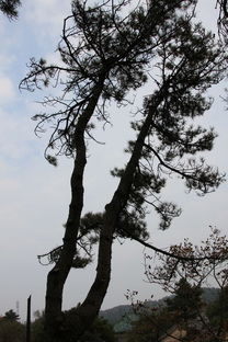 魯山國(guó)家森林公園 綠海碧濤，林木的詩與魂