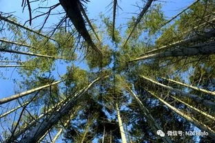 新西蘭經(jīng)濟(jì)林木瑰寶 輻射松（Radiata Pine）