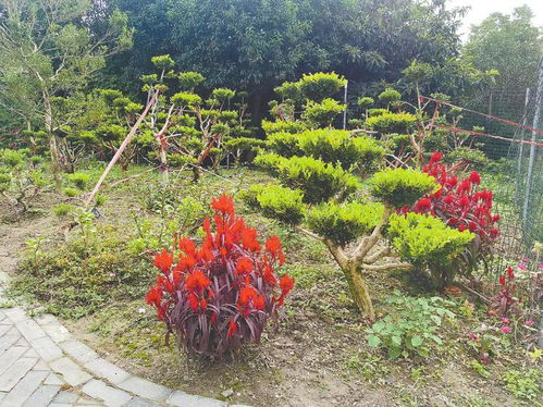鹽城熱線新聞 | 林木資源保護(hù)與城市綠化建設(shè)并行發(fā)展