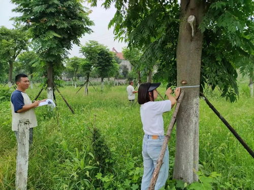 長(zhǎng)江河道管理局公安分局 全力以赴，扎實(shí)推進(jìn)林木普查工作