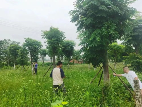 長(zhǎng)江河道管理局公安分局 全力以赴推進(jìn)林木普查，守護(hù)河道綠色生態(tài)屏障