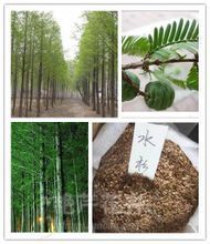 水杉樹(shù)的全面剖析 產(chǎn)品參考、生態(tài)價(jià)值與經(jīng)營(yíng)指南
