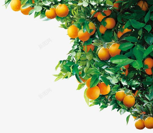 林木生金 橘子樹(shù)素材在平面電商中的創(chuàng)意應(yīng)用